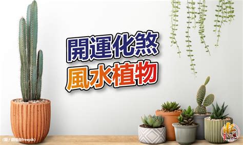 玄關植栽|化煞聚財全靠它！家中植物這樣擺就對了 